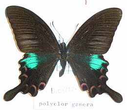 Papilio polyctor ganesa