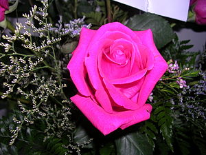 This is a pretty pink rose.