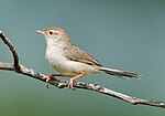 Miniatura para Prinia buchanani