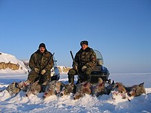 Two men with guns behind nine carcasses of hunted wolves
