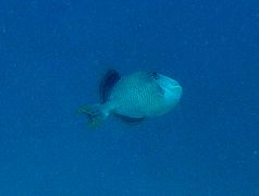 Un poisson-baliste à marges jaunes (Labroides bicolor)