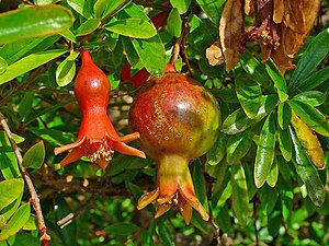 Deutsch: Punica granatum, Lythraceae, Granatap...