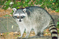 Raccoon-10.png