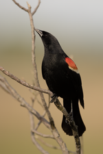 Thumbnail for Red-winged blackbird