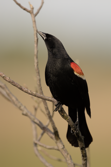 A red-winged blackbird perched on a small, upward-facing tree branch with its head facing upwards