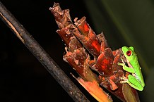 Red eyed treefrog