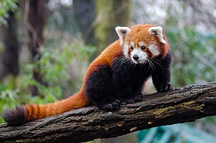 Un petit panda du zoo de Duisbourg (Rhénanie-du-Nord-Westphalie). (définition réelle 3 900 × 2 583)