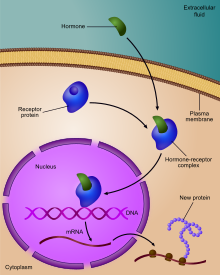 Regulation of gene expression by a hormone receptor Regulation of gene expression by steroid hormone receptor.svg