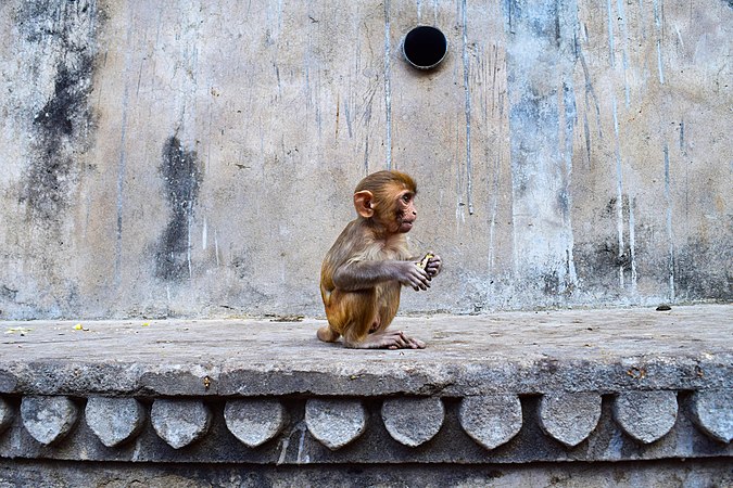 Rhesus macaque