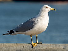 A ring-billed gull