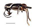 August 5: The insect Ripipteryx mopana of the superfamily Tridactyloidea.