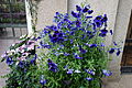 Port de croissance de la forme à fleurs bleues « Kew Blue ».