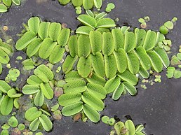 Salvinia natans (habitus) 1.jpg