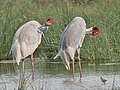 near Hodal in Faridabad District of Haryana, India.