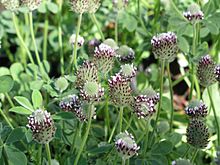 Showy Indian clover trifolium amoenum.jpg