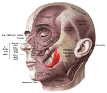 שריר שטח על הראש והצוואר, בצבע אדום שריר הריזוריוס