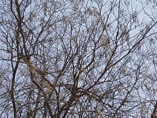 Branches in winter