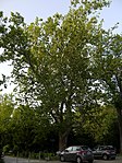 Platane (Platanus x hybrida)