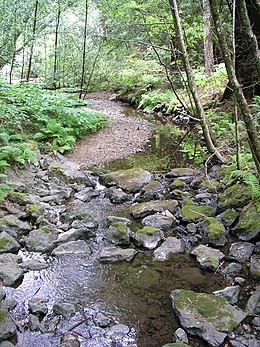 This stream operating together with its environment can be thought of as forming a river ecosystem. Stream in the redwoods.jpg