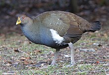 Tasmanian Nativehen (Gallinula mortierii) - Mt Field National Park.jpg