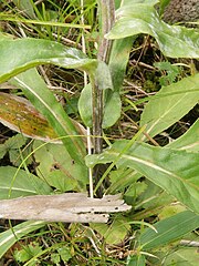 茎の下部につく葉基部は半ば茎を抱き、茎に短く沿下する。