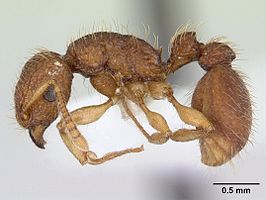 Tetramorium viticola