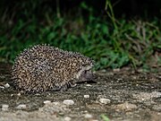 Brown hedgehog