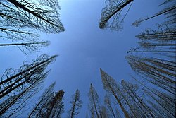 The sky's zenith appears centered in this daytime photograph taken looking up though trees