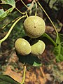 Plody Mallotus nudiflorus s jedlou dužninou