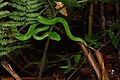 Trimeresurus gumprechti