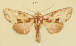 Apamea pabulatricula