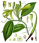 Vanilla planifolia — Ваниль плосколистная