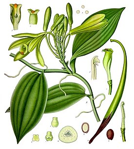 Vanilla planifolia. «Köhler’s Medizinal-Pflanzen» жайнин тӀиера ботаникан сурт, 1887