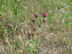 Vipérine de Crète Echium creticum