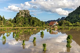 Réflexion dans l'eau de montagnes, abris en bois, gerbes de riz vert éparpillées dans une rizière, et nuages avec ciel bleu, un jour ensoleillé durant la mousson, dans la campagne de Vang Vieng.