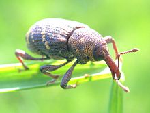 Pine weevil (Hylobius abietis) XN Hylobius abietis 02.jpg