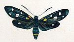 Zygaena ephialtes – Specimen