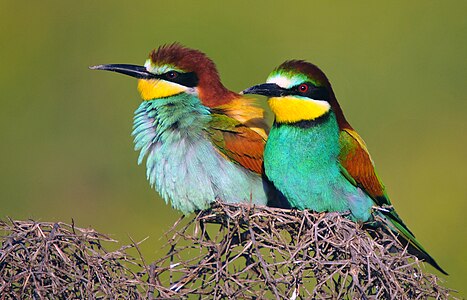 A pair of Turkish bee-eaters