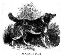 Рисунок пушистой темной собаки лицом вправо. Его ноги и живот белые, и он держит переднюю левую лапу в воздухе.