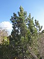 borovice bělokorá (Pinus leucodermis)