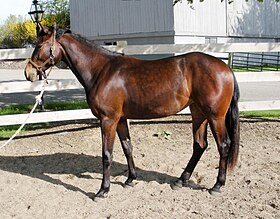 Pouliche American Warmblood de deux ans