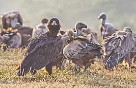 Vautour moine (de face au premier plan) et Vautours fauves dans les Rhodopes orientales