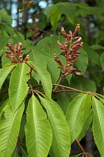 Miniatura para Aesculus flava