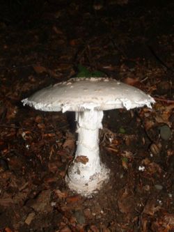 Bārkstainā mušmire (Amanita strobiliformis)