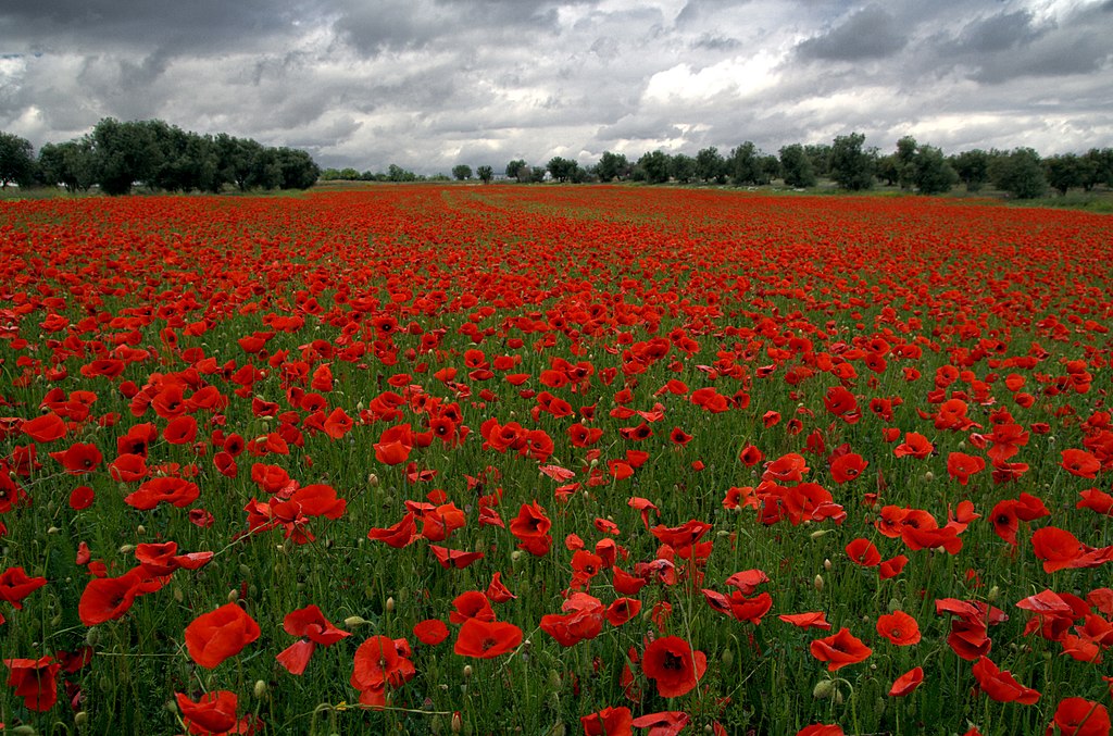 http://upload.wikimedia.org/wikipedia/commons/thumb/e/e7/Amapolas_en_Valdemoro_%28Comunidad_de_Madrid%29_01.jpg/1024px-Amapolas_en_Valdemoro_%28Comunidad_de_Madrid%29_01.jpg