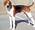 AmericanFoxhound2.jpg