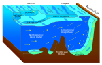 Miniatura para Agua del fondo antártico