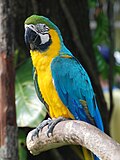 Ara ararauna -Singapore BirdPark-6.jpg