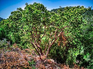 Arbutus andrachne em Israel.