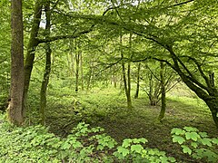 Auwald Nähe Brucher Kotten